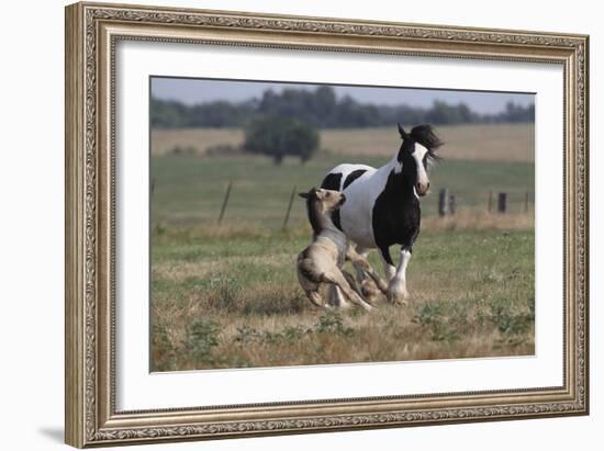 Gypsy Vanner 037-Bob Langrish-Framed Photographic Print