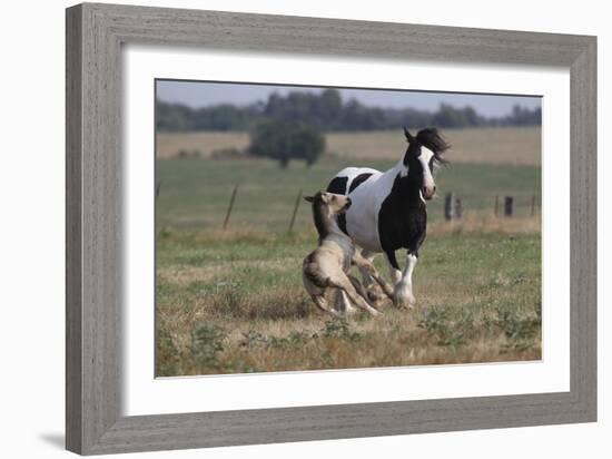 Gypsy Vanner 037-Bob Langrish-Framed Photographic Print