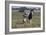 Gypsy Vanner 037-Bob Langrish-Framed Photographic Print