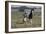 Gypsy Vanner 037-Bob Langrish-Framed Photographic Print