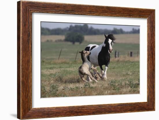 Gypsy Vanner 037-Bob Langrish-Framed Photographic Print