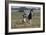 Gypsy Vanner 037-Bob Langrish-Framed Photographic Print