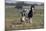 Gypsy Vanner 037-Bob Langrish-Mounted Photographic Print