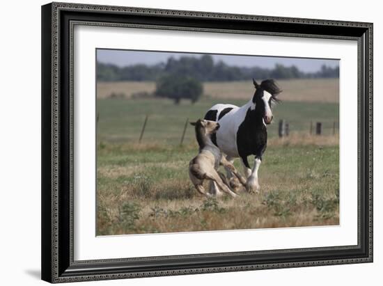 Gypsy Vanner 037-Bob Langrish-Framed Photographic Print