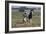 Gypsy Vanner 037-Bob Langrish-Framed Photographic Print