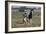 Gypsy Vanner 037-Bob Langrish-Framed Photographic Print