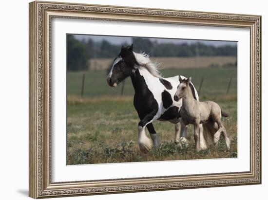 Gypsy Vanner 038-Bob Langrish-Framed Photographic Print