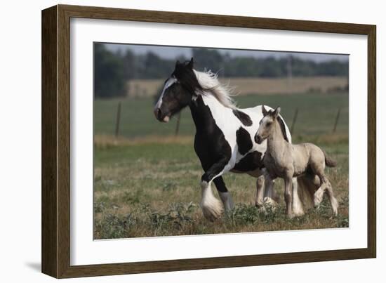 Gypsy Vanner 038-Bob Langrish-Framed Photographic Print