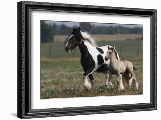 Gypsy Vanner 038-Bob Langrish-Framed Photographic Print