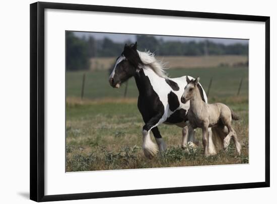 Gypsy Vanner 038-Bob Langrish-Framed Photographic Print