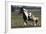 Gypsy Vanner 038-Bob Langrish-Framed Photographic Print