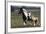 Gypsy Vanner 038-Bob Langrish-Framed Photographic Print