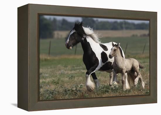 Gypsy Vanner 038-Bob Langrish-Framed Premier Image Canvas