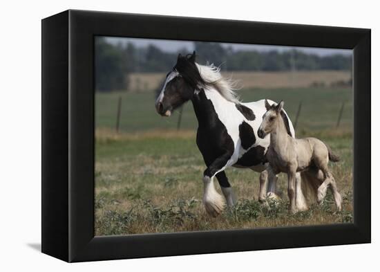 Gypsy Vanner 038-Bob Langrish-Framed Premier Image Canvas