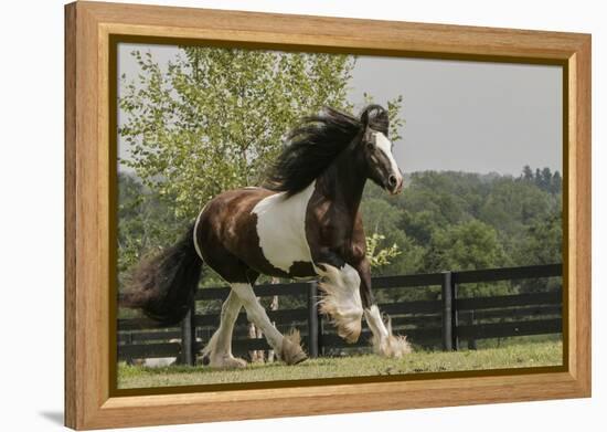 Gypsy Vanner Horse Running, Crestwood, Kentucky-Adam Jones-Framed Premier Image Canvas