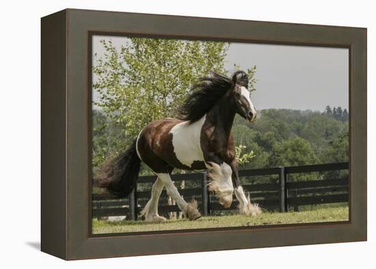 Gypsy Vanner Horse Running, Crestwood, Kentucky-Adam Jones-Framed Premier Image Canvas