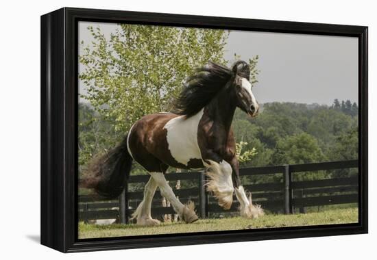 Gypsy Vanner Horse Running, Crestwood, Kentucky-Adam Jones-Framed Premier Image Canvas