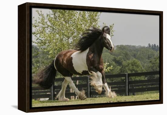 Gypsy Vanner Horse Running, Crestwood, Kentucky-Adam Jones-Framed Premier Image Canvas