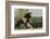 Gypsy Vanner Horse Running, Crestwood, Kentucky-Adam Jones-Framed Photographic Print