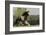 Gypsy Vanner Horse Running, Crestwood, Kentucky-Adam Jones-Framed Photographic Print