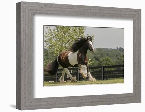 Gypsy Vanner Horse Running, Crestwood, Kentucky-Adam Jones-Framed Photographic Print