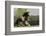 Gypsy Vanner Horse Running, Crestwood, Kentucky-Adam Jones-Framed Photographic Print