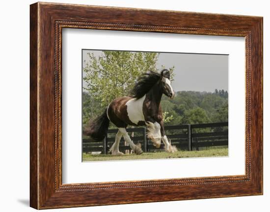 Gypsy Vanner Horse Running, Crestwood, Kentucky-Adam Jones-Framed Photographic Print