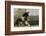 Gypsy Vanner Horse Running, Crestwood, Kentucky-Adam Jones-Framed Photographic Print