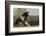 Gypsy Vanner Horse Running, Crestwood, Kentucky-Adam Jones-Framed Photographic Print