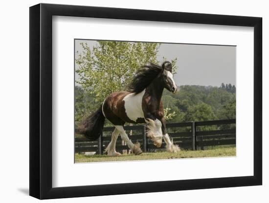 Gypsy Vanner Horse Running, Crestwood, Kentucky-Adam Jones-Framed Photographic Print