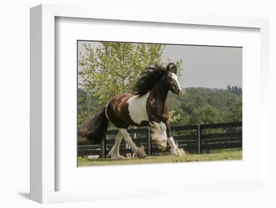 Gypsy Vanner Horse Running, Crestwood, Kentucky-Adam Jones-Framed Photographic Print