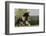 Gypsy Vanner Horse Running, Crestwood, Kentucky-Adam Jones-Framed Photographic Print