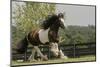 Gypsy Vanner Horse Running, Crestwood, Kentucky-Adam Jones-Mounted Photographic Print