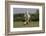 Gypsy Vanner Horse Running, Crestwood, Kentucky-Adam Jones-Framed Photographic Print