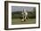 Gypsy Vanner Horse Running, Crestwood, Kentucky-Adam Jones-Framed Photographic Print