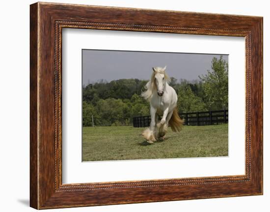 Gypsy Vanner Horse Running, Crestwood, Kentucky-Adam Jones-Framed Photographic Print