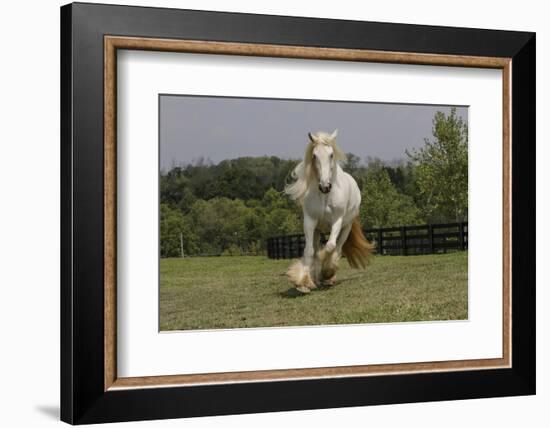 Gypsy Vanner Horse Running, Crestwood, Kentucky-Adam Jones-Framed Photographic Print