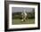 Gypsy Vanner Horse Running, Crestwood, Kentucky-Adam Jones-Framed Photographic Print