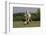 Gypsy Vanner Horse Running, Crestwood, Kentucky-Adam Jones-Framed Photographic Print