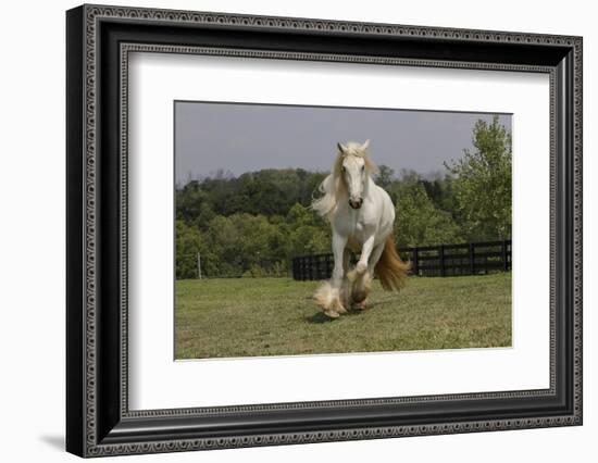 Gypsy Vanner Horse Running, Crestwood, Kentucky-Adam Jones-Framed Photographic Print