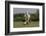 Gypsy Vanner Horse Running, Crestwood, Kentucky-Adam Jones-Framed Photographic Print