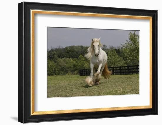 Gypsy Vanner Horse Running, Crestwood, Kentucky-Adam Jones-Framed Photographic Print