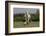 Gypsy Vanner Horse Running, Crestwood, Kentucky-Adam Jones-Framed Photographic Print