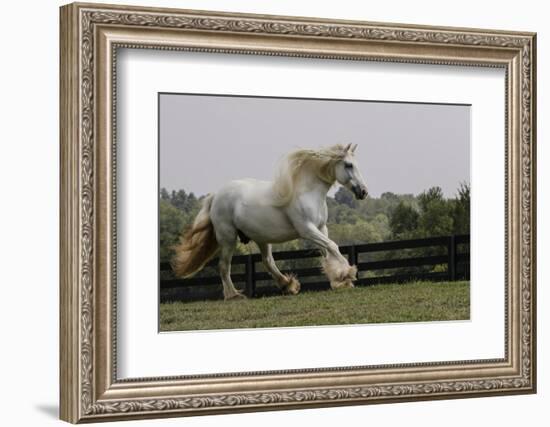 Gypsy Vanner Horse Running, Crestwood, Kentucky-Adam Jones-Framed Photographic Print