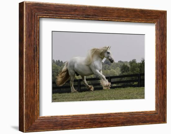 Gypsy Vanner Horse Running, Crestwood, Kentucky-Adam Jones-Framed Photographic Print