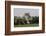 Gypsy Vanner Horse Running, Crestwood, Kentucky-Adam Jones-Framed Photographic Print