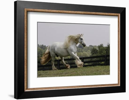 Gypsy Vanner Horse Running, Crestwood, Kentucky-Adam Jones-Framed Photographic Print