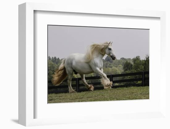 Gypsy Vanner Horse Running, Crestwood, Kentucky-Adam Jones-Framed Photographic Print