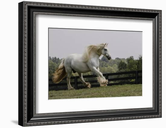 Gypsy Vanner Horse Running, Crestwood, Kentucky-Adam Jones-Framed Photographic Print