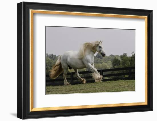 Gypsy Vanner Horse Running, Crestwood, Kentucky-Adam Jones-Framed Photographic Print